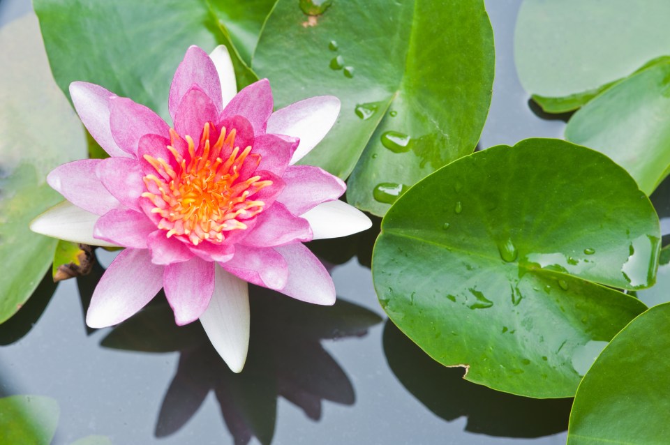 lotus et feuilles.jpg